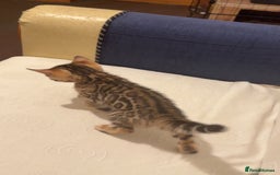 Bengal cats for sale: ⭐️⭐️QUALITY BENGAL FEMALE KITTEN⭐️⭐️ - Image 4
