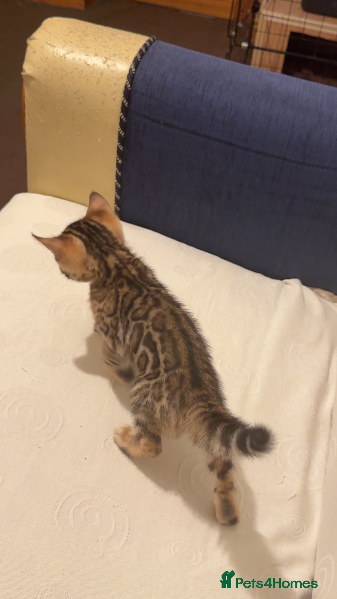 Bengal cats for sale: ⭐️⭐️QUALITY BENGAL FEMALE KITTEN⭐️⭐️ - Image 4