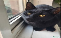Domestic Shorthair cats for sale: 2 cats (nearly 1 year old)  - Image 3