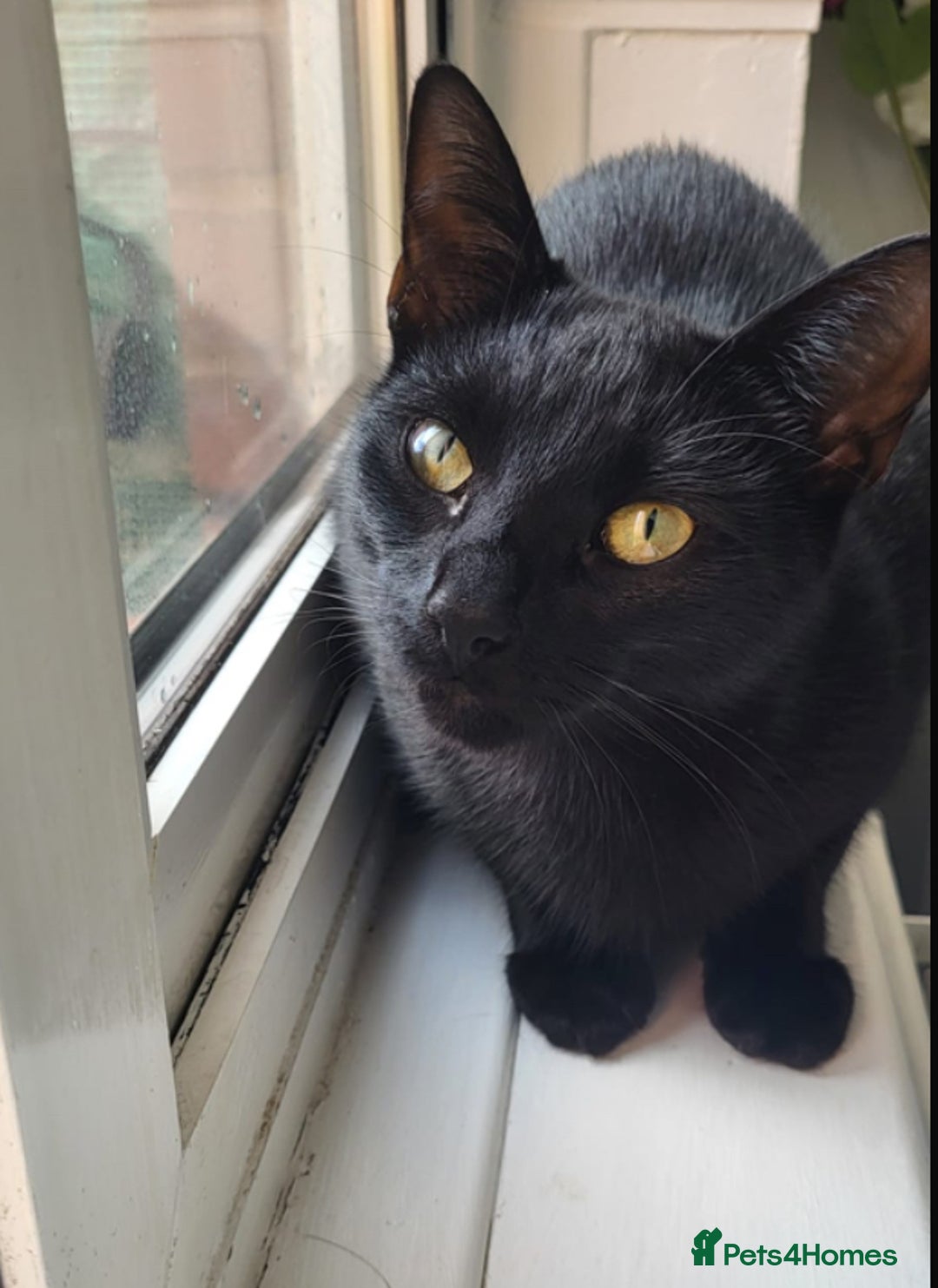 Domestic Shorthair cats for sale: 2 cats (nearly 1 year old)  - Image 3