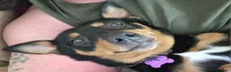Mixed Breed dogs for sale: 9 week puppy. - Advert 3