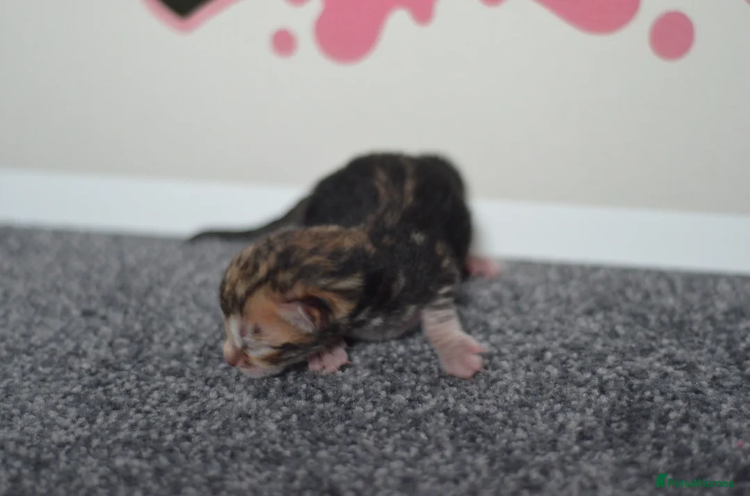 Bengal cats for sale: 🧬LIMITED BENGAL KITTENS🧬 2 females left - Advert 19