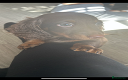Dachshund dogs for sale: Dachshund puppies  - Image 5