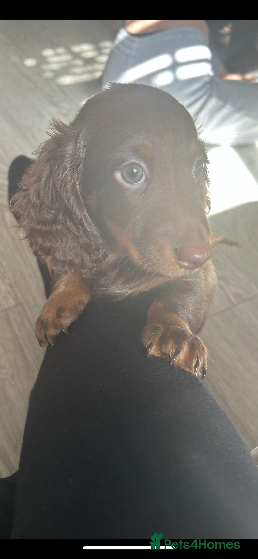 Dachshund dogs for sale: Dachshund puppies  - Image 5