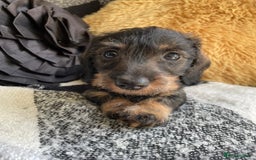Miniature Dachshund dogs for sale: Miniature Wire Haired Dachshunds - Image 4