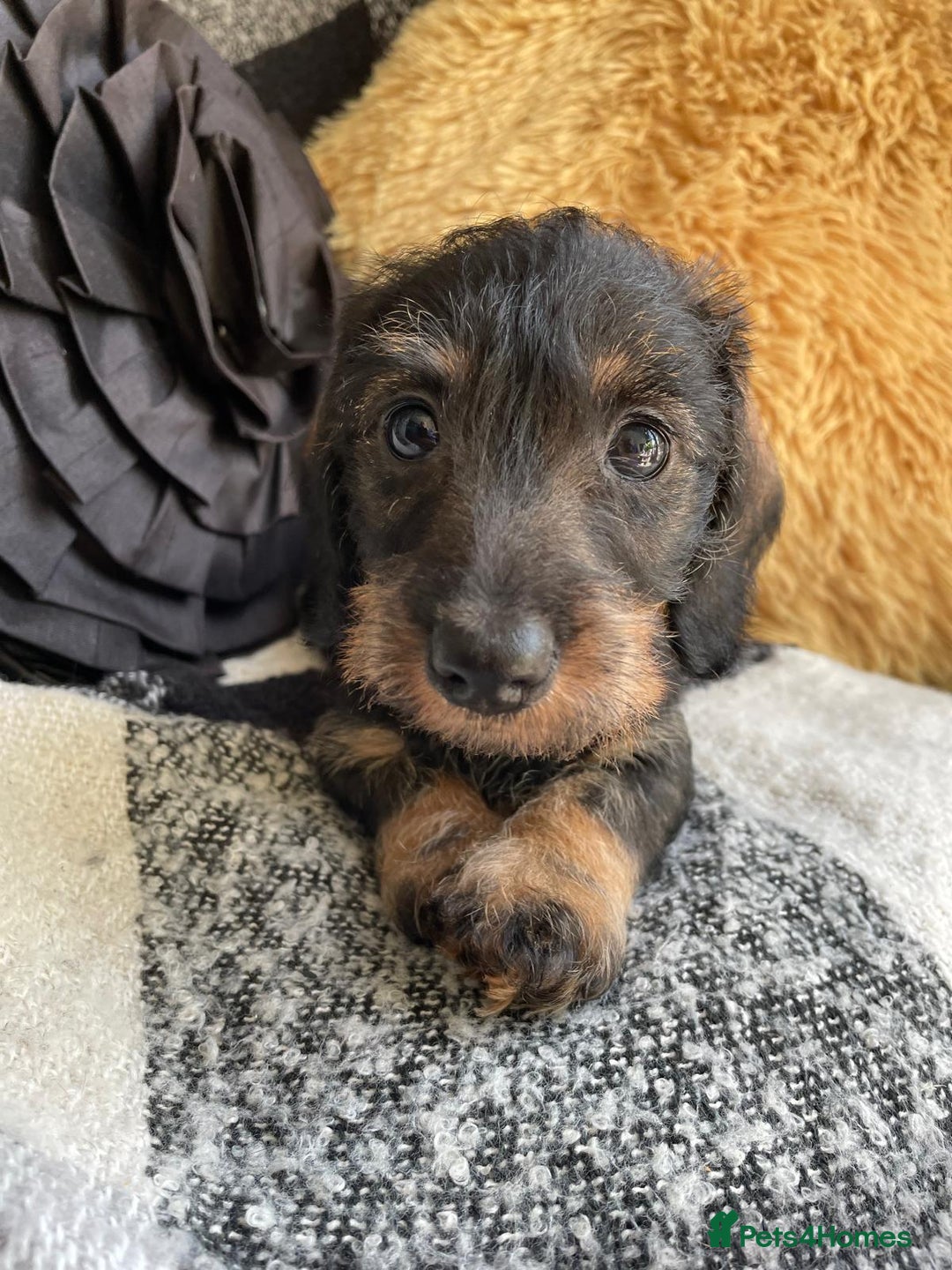 Miniature Dachshund dogs for sale: Miniature Wire Haired Dachshunds - Image 4