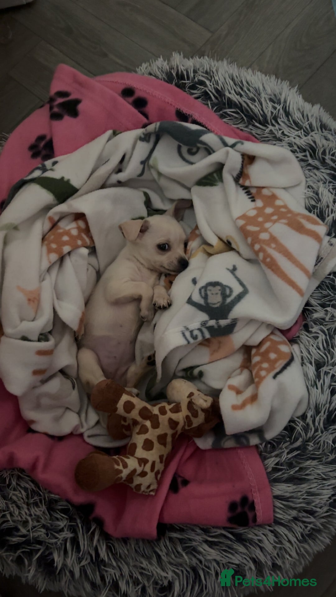 Chihuahua dogs for sale: Chihuahua - Image 1