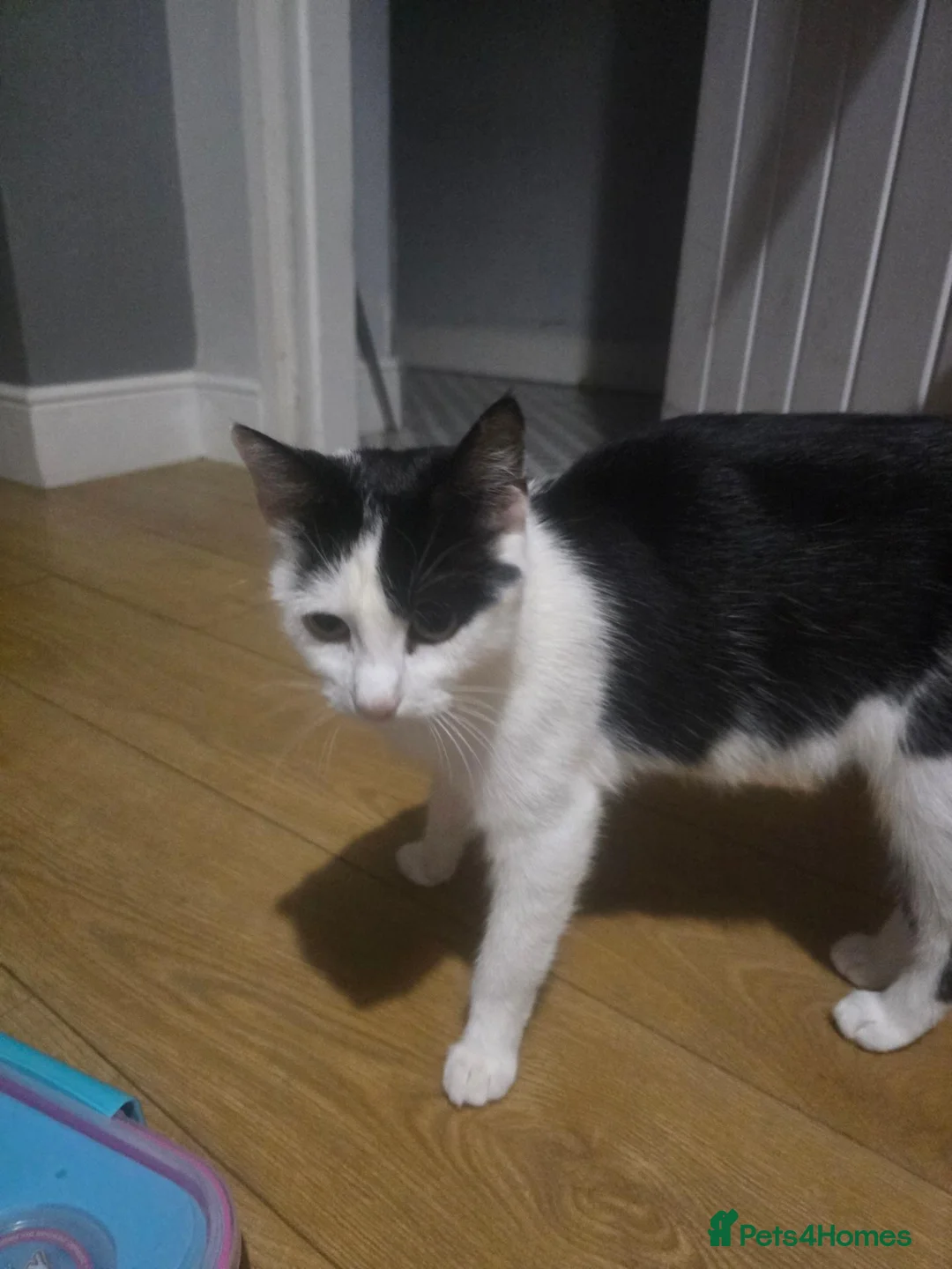 Mixed Breed cats for sale: Kittens - Advert 1