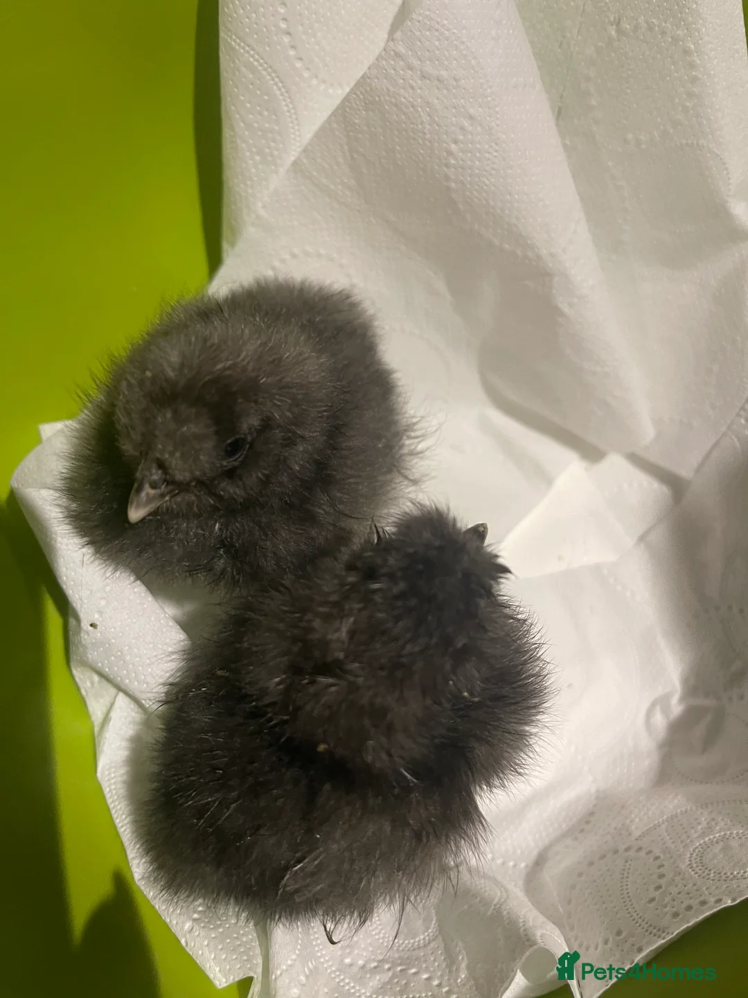 Chickens poultry for sale: 1 and 2 day old silkie chicks available  - Advert 4