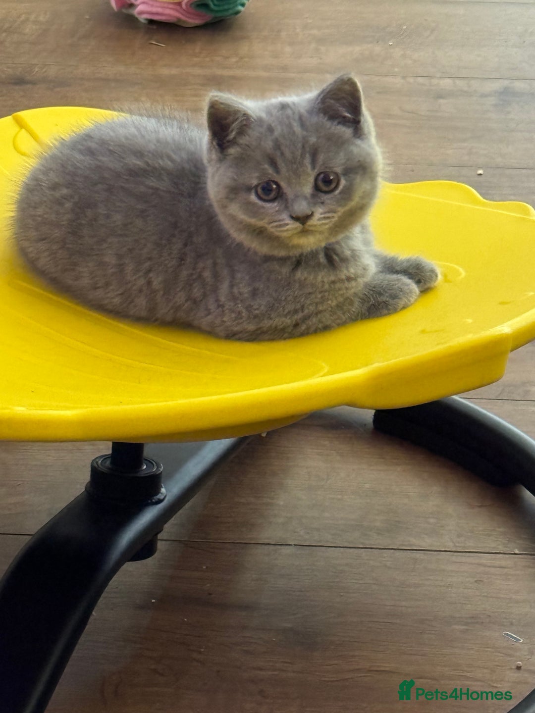 British Shorthair cats for sale: 4 Bsh kittens  - Image 7