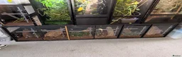 Gecko reptiles for sale: Crested gecko breeding collection  - Advert 9