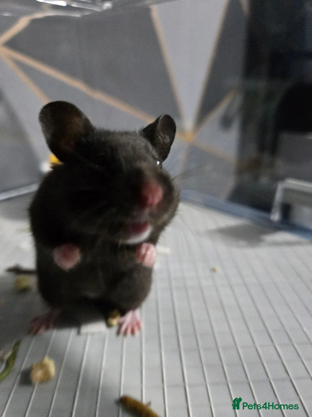 Hamster rodents for sale: Hamster and gerbilarium  in Stoke-on-Trent - Advert 1