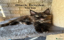 Maine Coon cats for sale: Pure Bred Maine Coon Kittens - Image 2