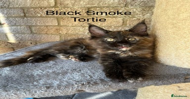 Maine Coon cats - Advert 10