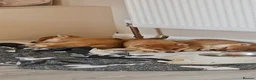 Japanese Shiba Inu dogs for sale: Japanese  - Advert 4