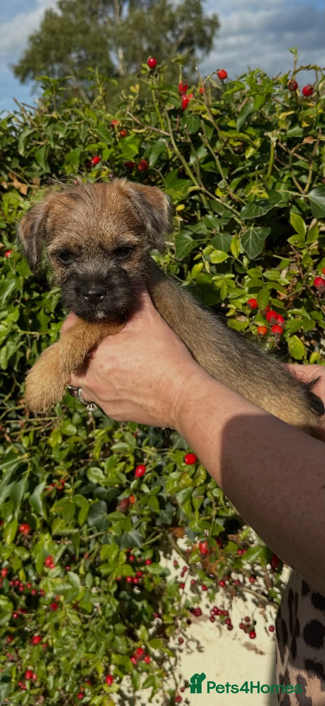 Border Terrier dogs for sale: Kc registered border terriers  - Advert 6