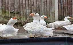 Geese poultry for sale: Sebastopol Ganders - Image 2