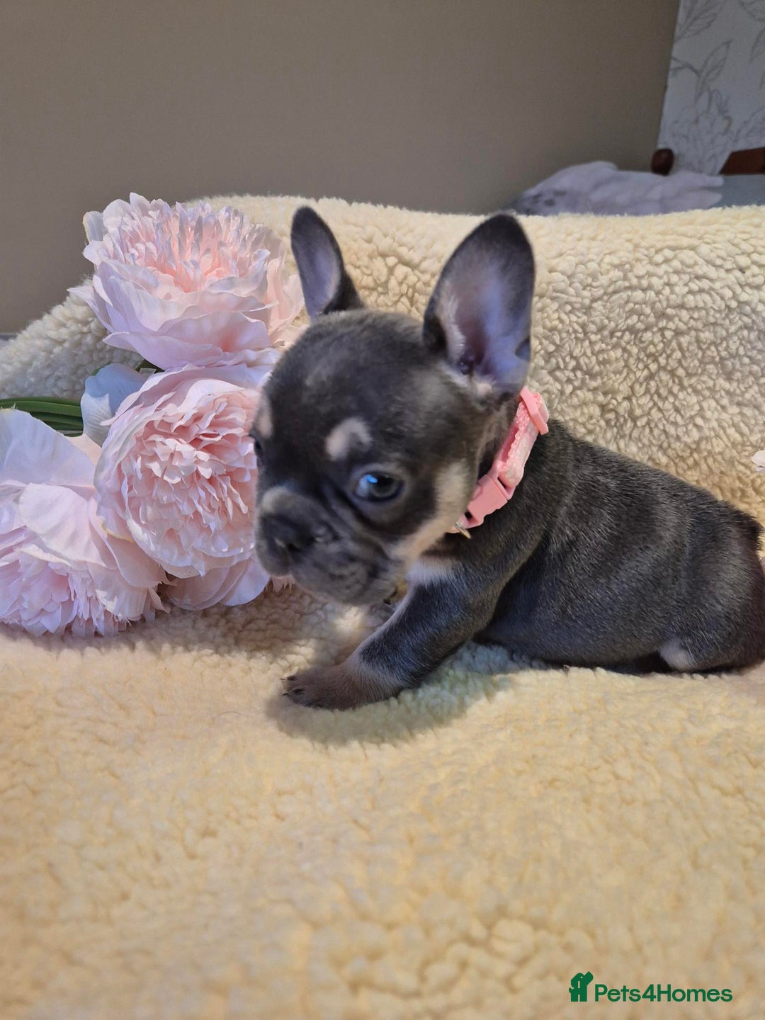 French Bulldog dogs for sale: 5* Council Licensed Breeder of 3 Stunning pups. - Advert 1