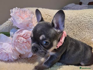 French Bulldog dogs 5* Council Licensed Breeder of 3 Stunning pups. - Advert 1