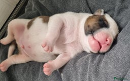 American Bulldog dogs for sale: American Bulldog puppies - Image 4