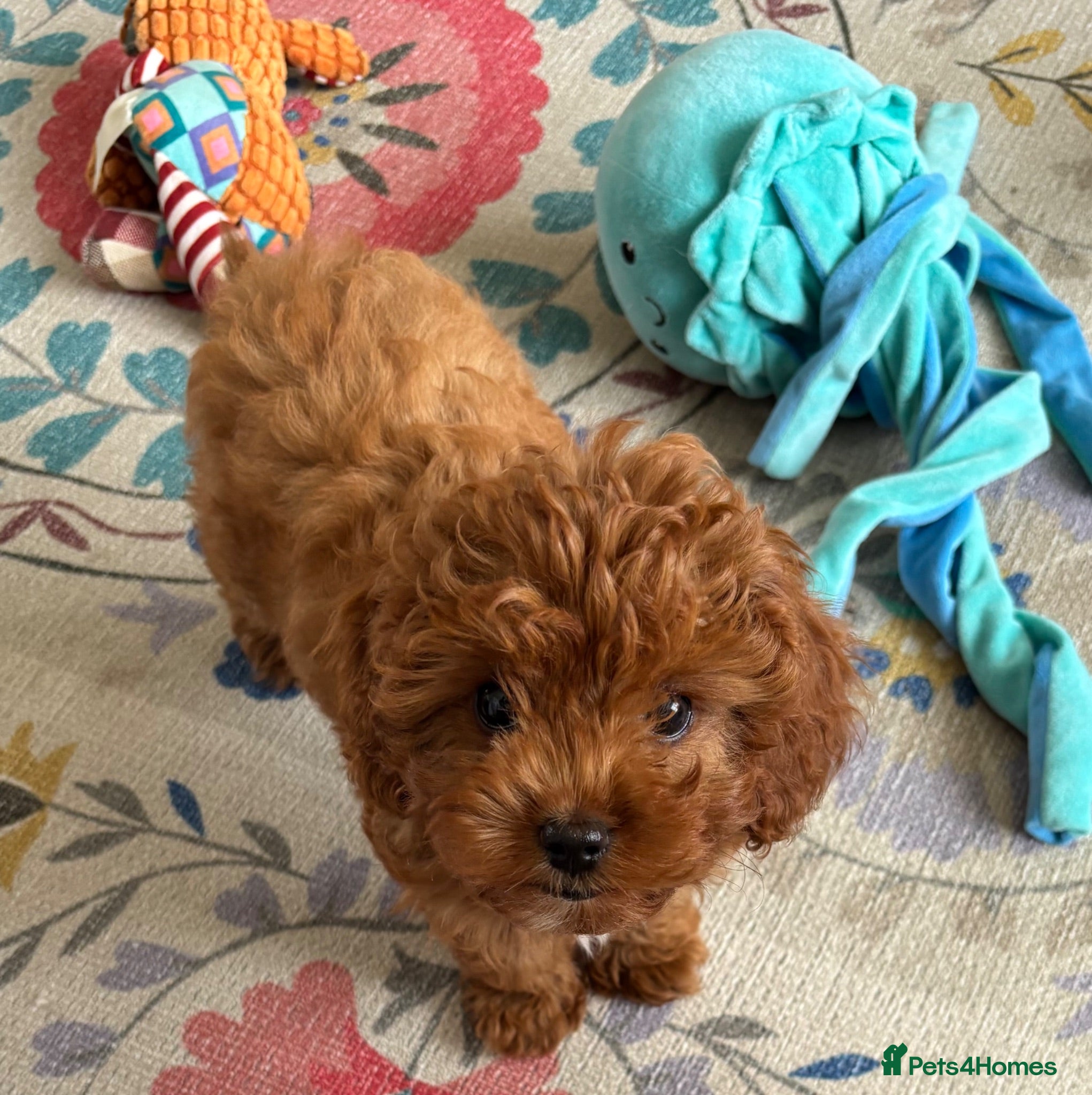 Cavapoo dogs Outstanding F1 Toy’s - Health Tested - KC parents - Advert 2