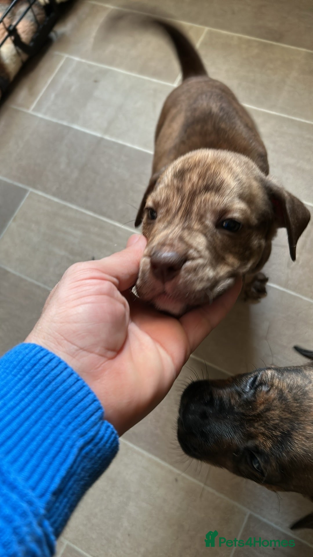 Mixed Breed dogs for sale: Rottweiler bulldog cross staffy - Advert 4