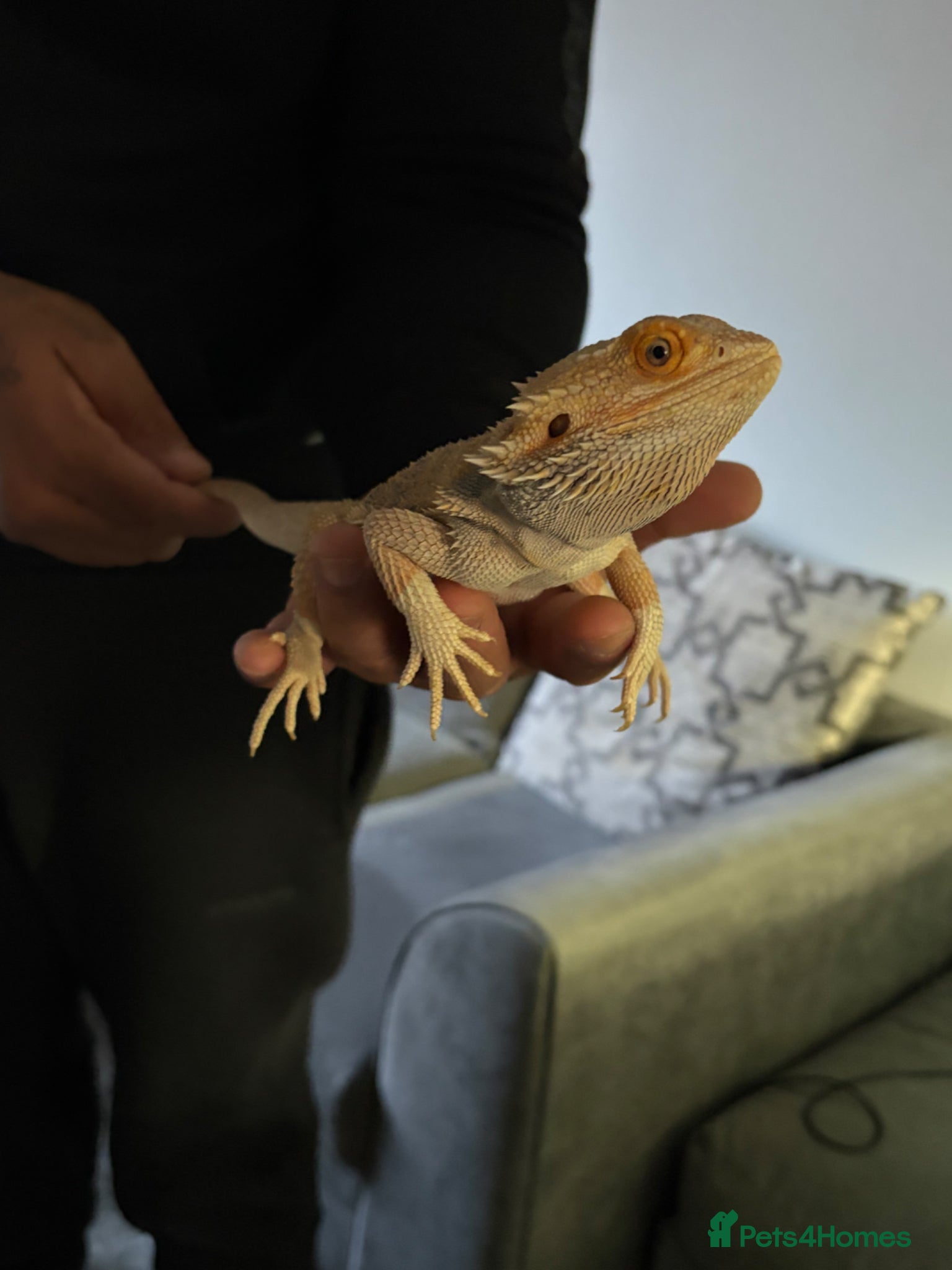 Bearded Dragon reptiles Bearded Dragon for sale with enclosure  - Advert 11