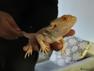Bearded Dragon reptiles Bearded Dragon for sale with enclosure - Advert 9
