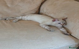 Bengal cats for sale: Health-checked TICA Family Bengal Kitten READY NOW in Warminster - Image 4
