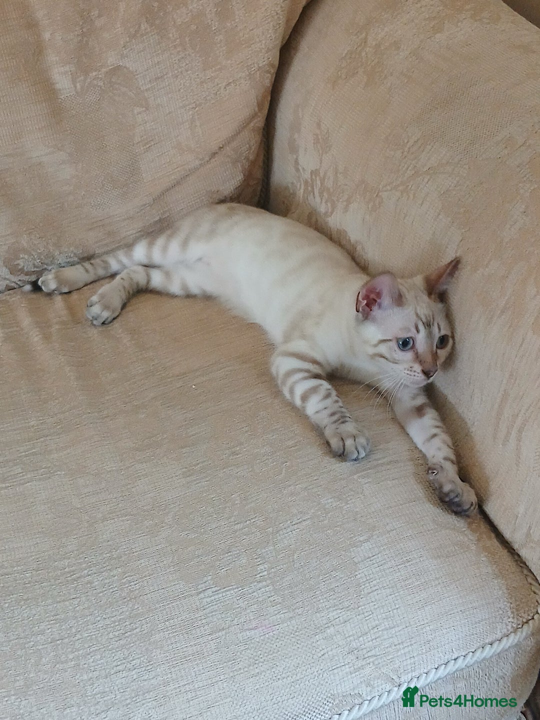 Bengal cats for sale: Health-checked TICA Family Bengal Kitten READY NOW in Warminster - Image 4