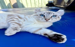Keetso cats for sale: Breath taking polydactyl curled eared girl  - Image 16