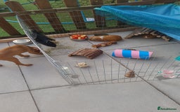 Guinea Pig rodents for sale: 2x male guinea pigs  - Image 9