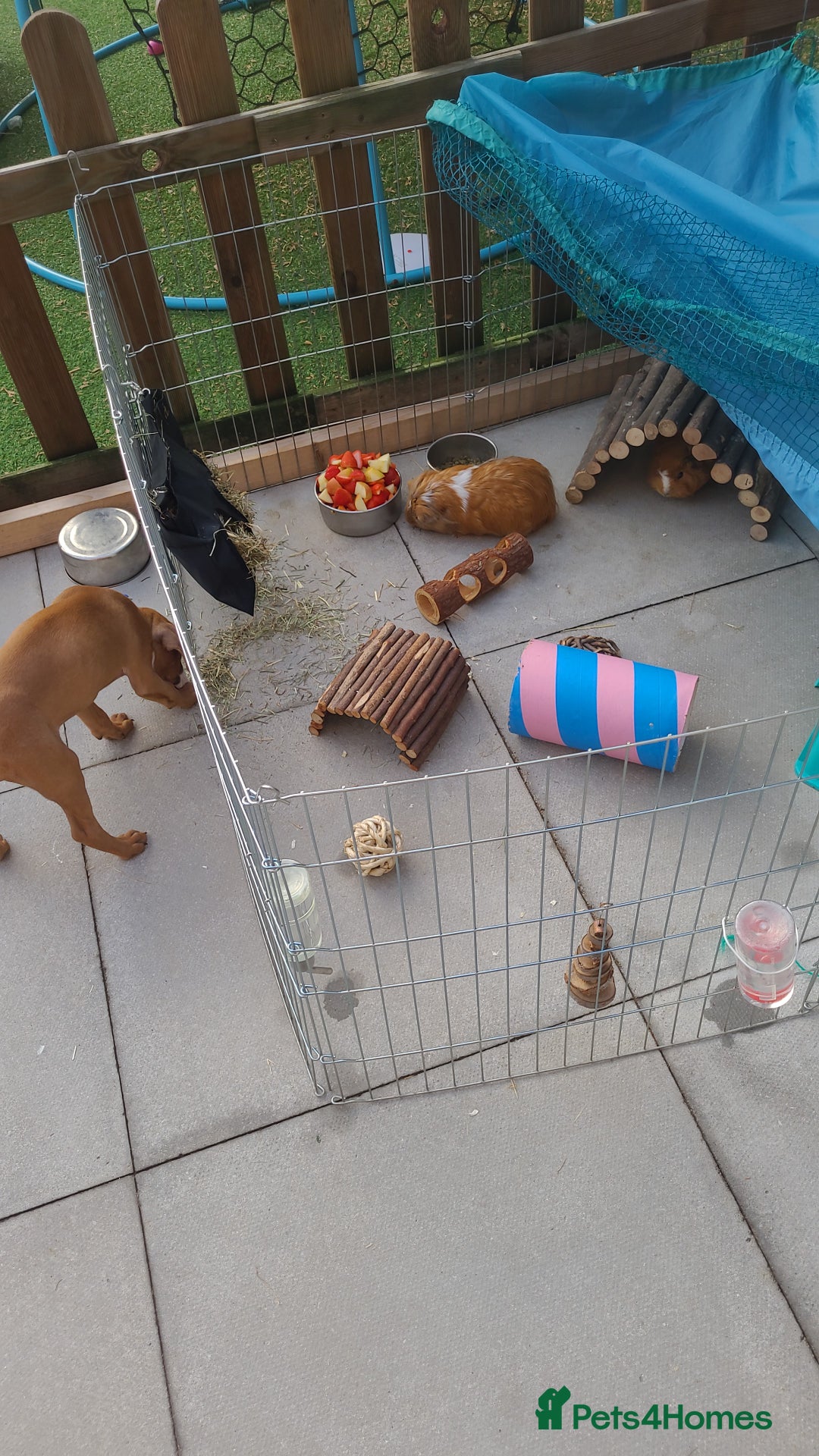 Guinea Pig rodents for sale: 2x male guinea pigs  - Image 9