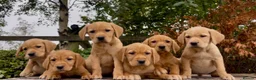 Golden Retriever dogs for sale: Golden Retriever x Wire Haired Hungarian Vizsla  in Melton Mowbray - Advert 2