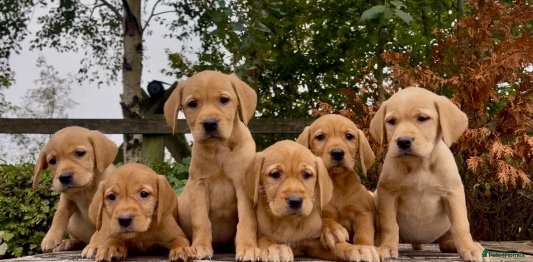 Golden Retriever dogs for sale: Golden Retriever x Wire Haired Hungarian Vizsla  in Melton Mowbray - Advert 2