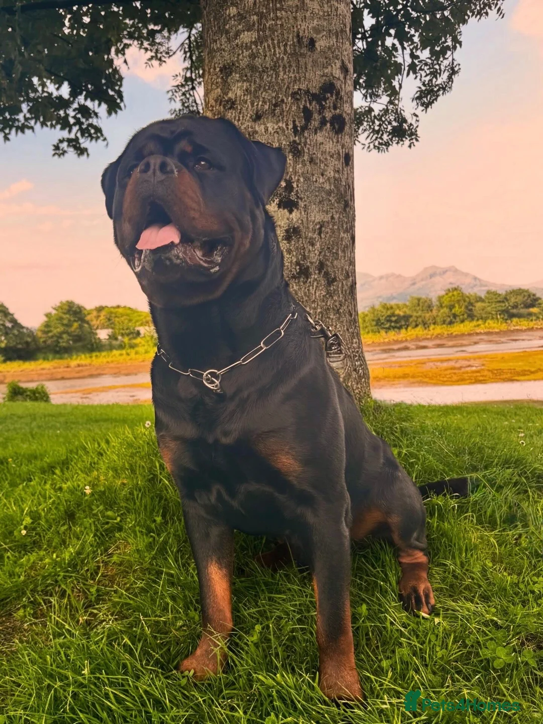 Rottweiler dogs for stud: Alfie  - Advert 1