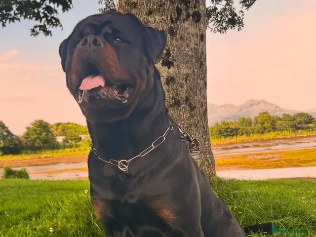 Rottweiler dogs for stud: Alfie - Advert 1