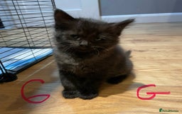 Ragdoll cats for sale: Half Ragdoll KITTENS - Image 23