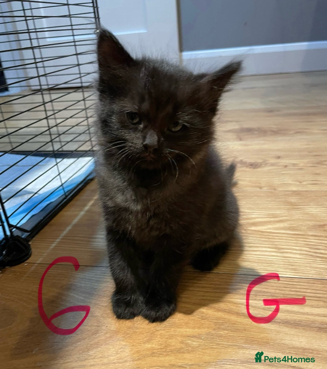 Ragdoll cats for sale: Half Ragdoll KITTENS - Image 23