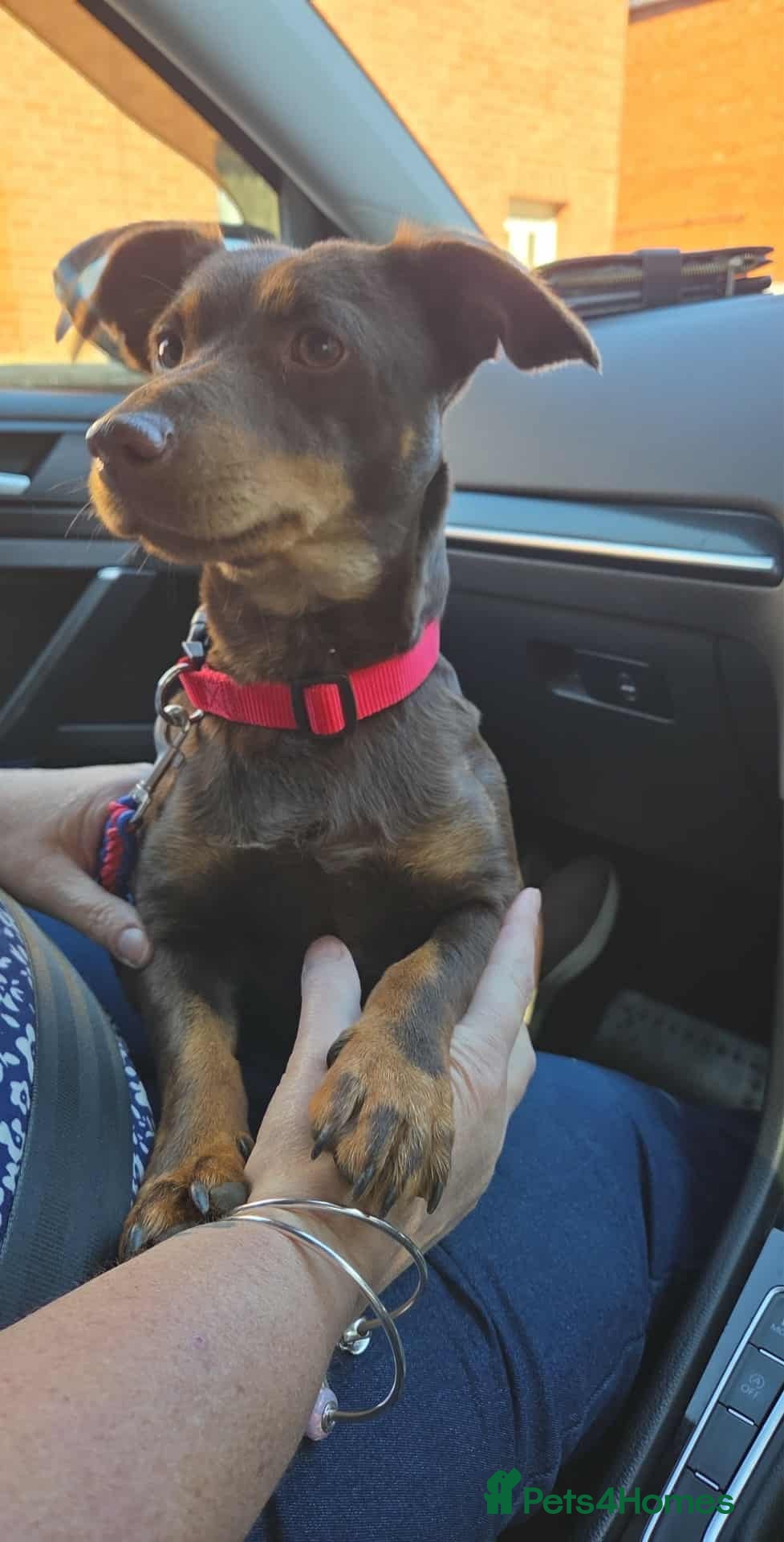 Jack Russell dogs Beautiful miniature chocolate&tan adult female.  - Advert 1