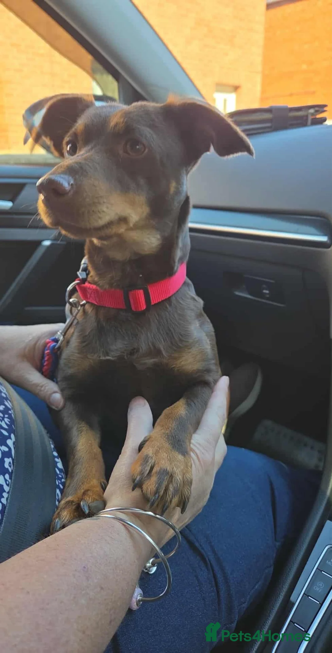 Jack Russell dogs for sale: Beautiful miniature chocolate&tan adult female.  - Advert 1