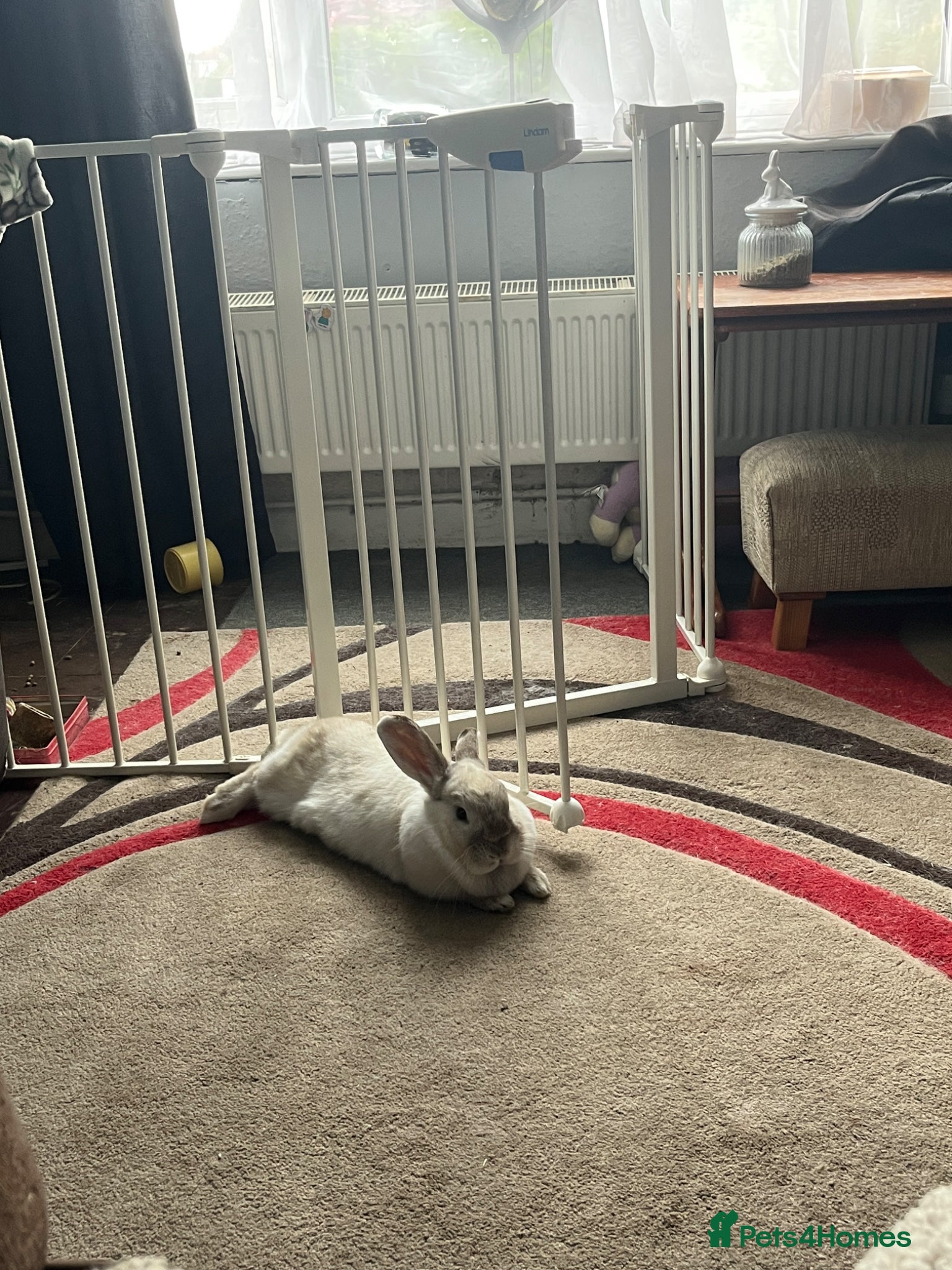 Mini Lop rabbits Doe pretty bunny for sale🩷 - Advert 20