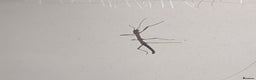 Stick Insects invertebrates for sale: Indian stick insect babies - Advert 1