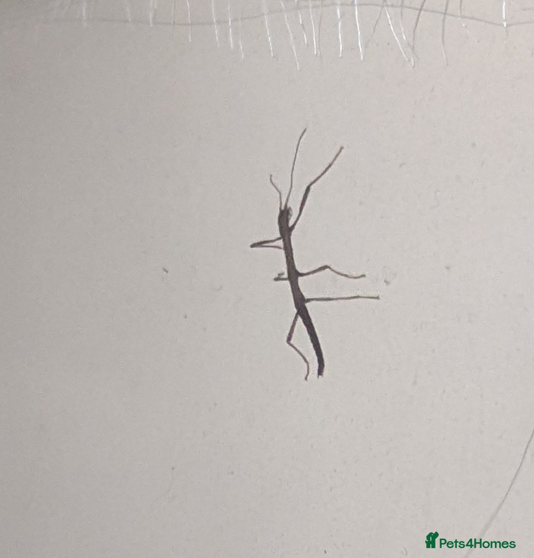 Stick Insects invertebrates for sale: Indian stick insect babies - Advert 1
