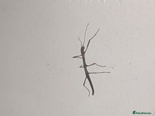 Stick Insects invertebrates Indian stick insect babies - Advert 9