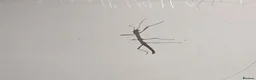 Stick Insects invertebrates for sale: Indian stick insect babies - Advert 1