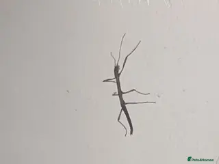 Stick Insects invertebrates Indian stick insect babies - Advert 4