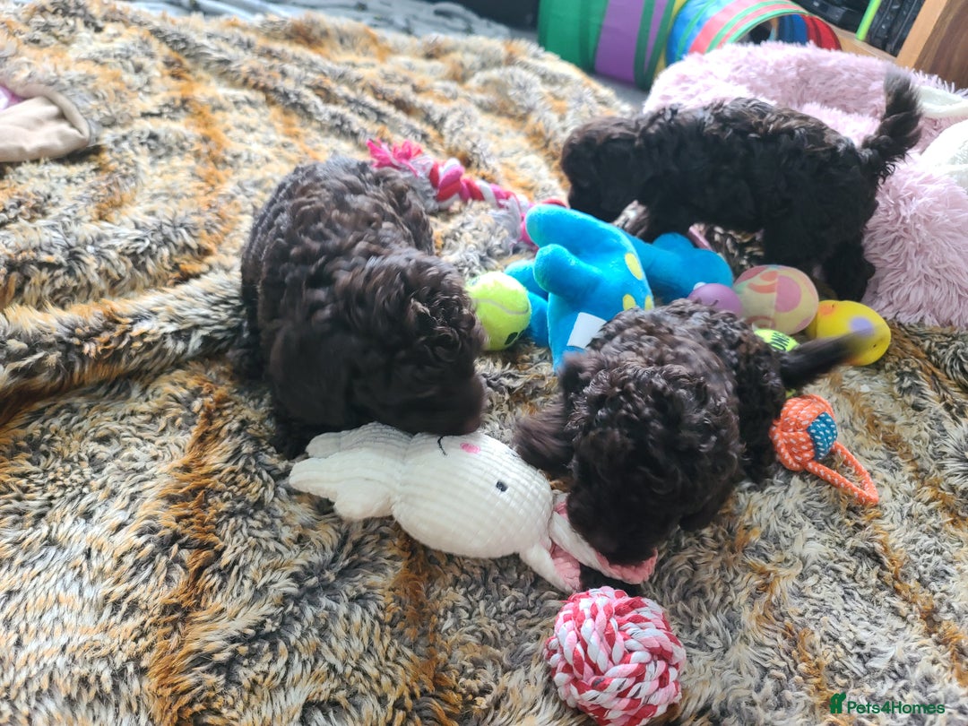 Cavapoo dogs for sale: Chocolate F1B Cavapoos. Health Tested.  - Image 36