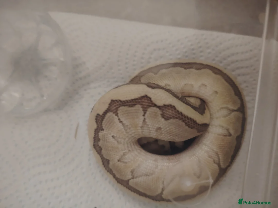 Python Snake reptiles for sale: Beautiful collection of pythons for sale  - Advert 7