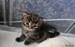 European cats for sale: 4 beautiful kittens looking for the New 🤎 home  - Image 14